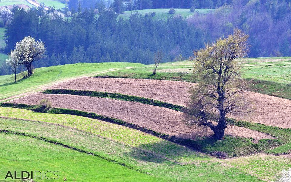 Spring fields near the Rhodope villages