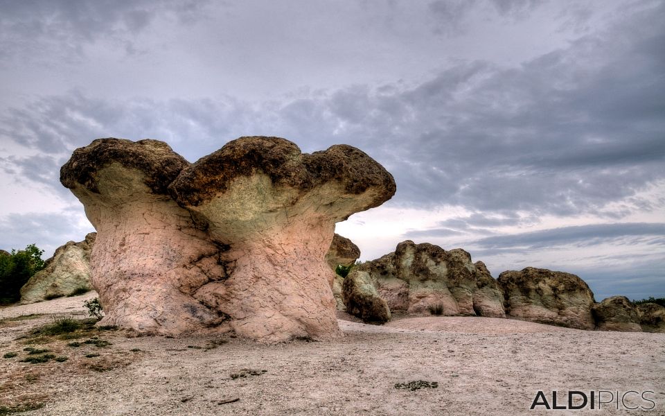 Stone mushrooms