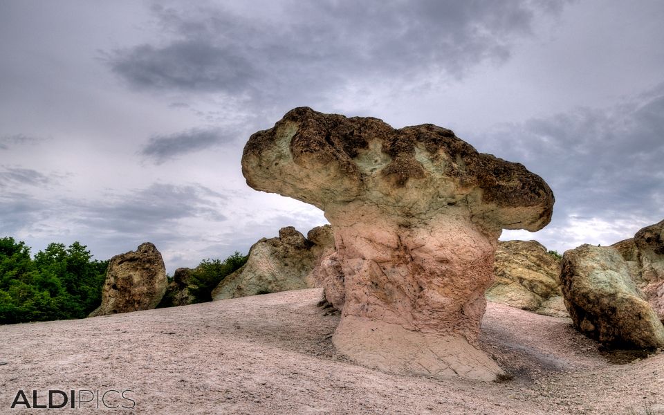 Stone mushrooms