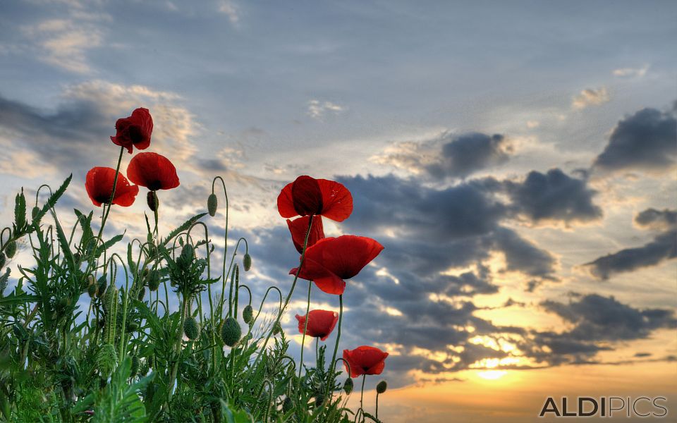 Poppies in the field