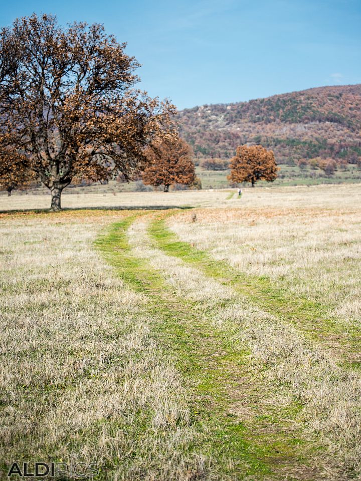 Autumn Fields