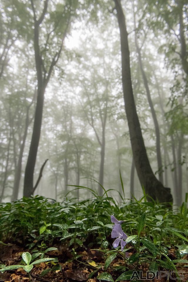 The misty forest