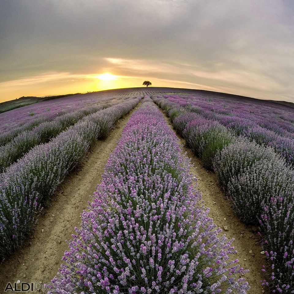 Lavender fields