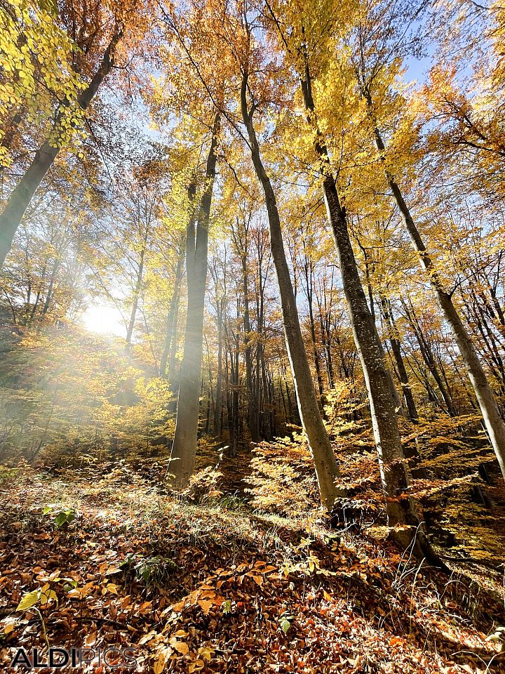 Autumn forest