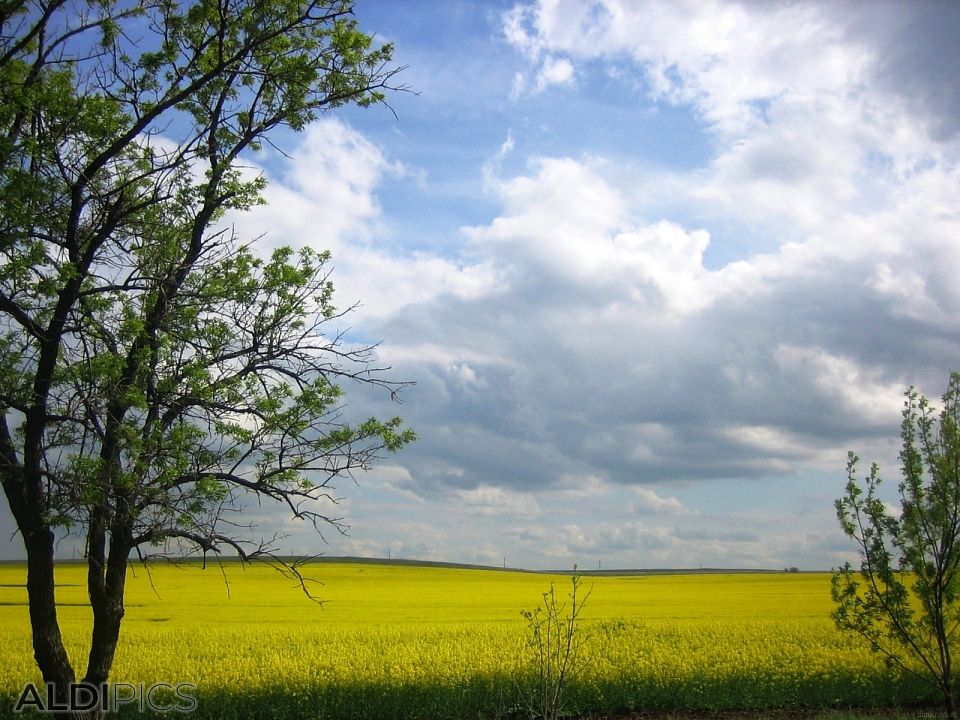 Yellow field near Karnobat