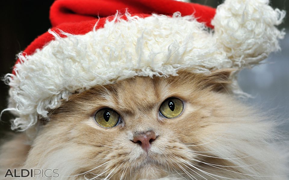 Alexander Puss in Christmas dress