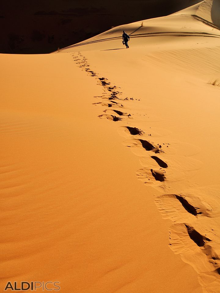 Tracks in the Desert