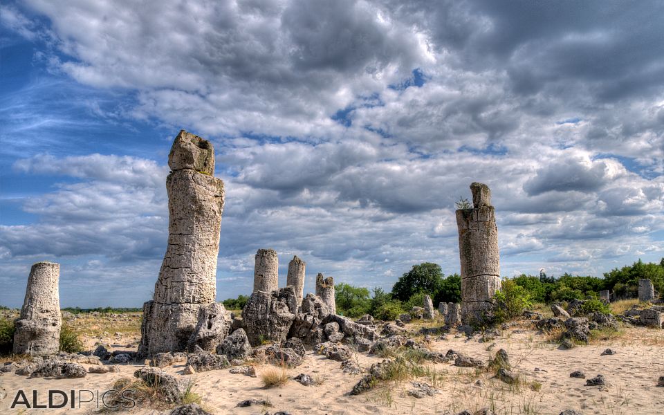 Stone Forest