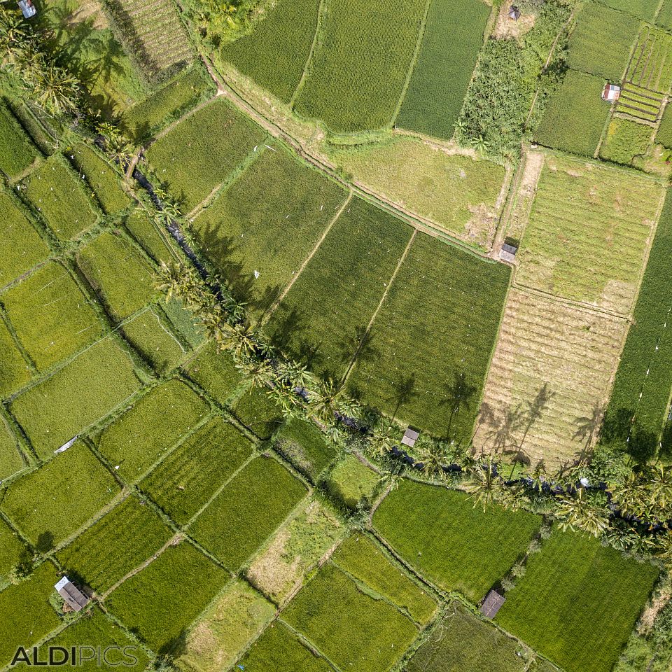 Rice fields