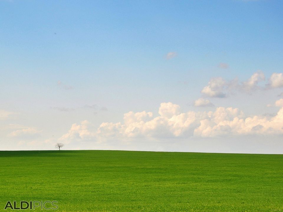 Single tree in the field