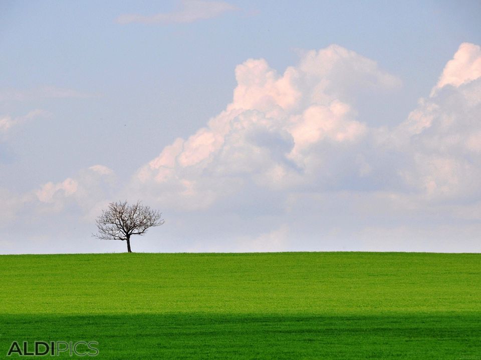 Single tree in the field