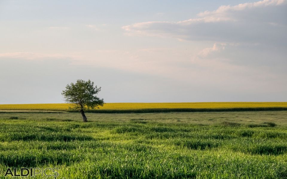 Single tree in green field