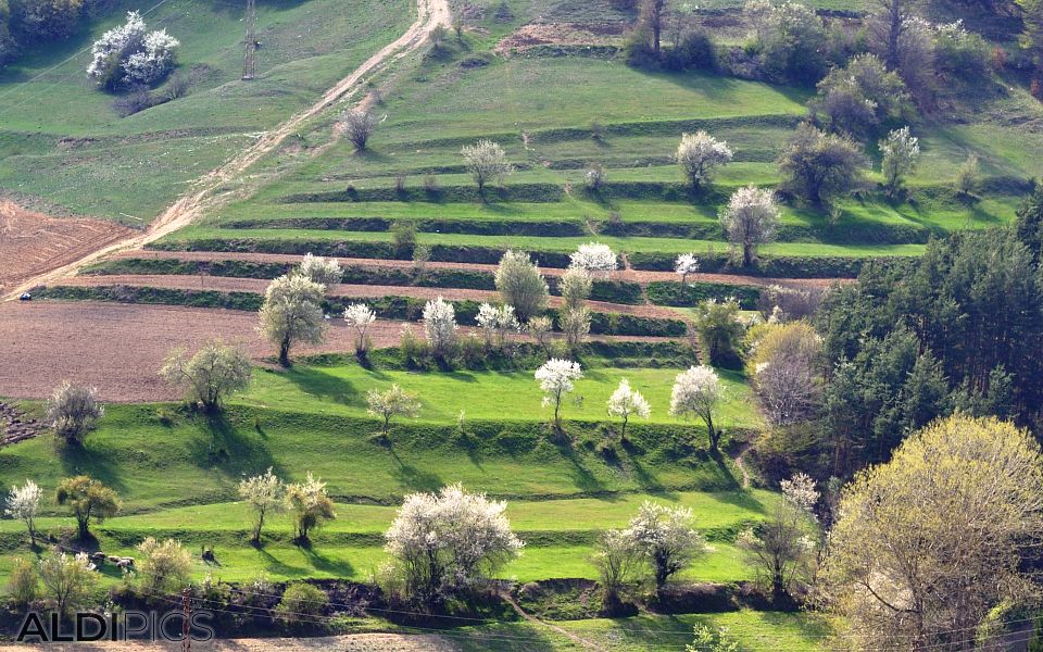 Spring fields near the Rhodope villages