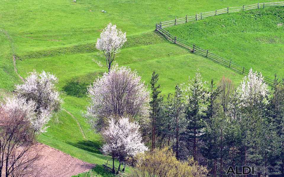 Spring fields near the Rhodope villages