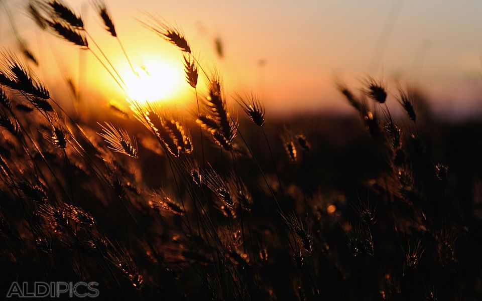 Sunset in the fields near Pazardjik