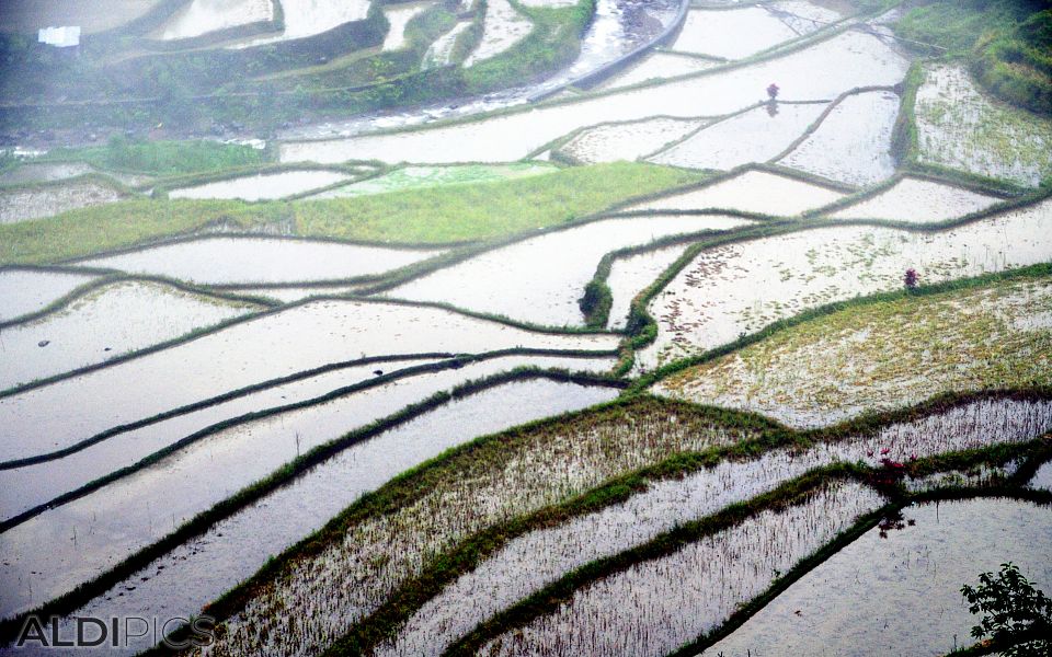 Rice terraces