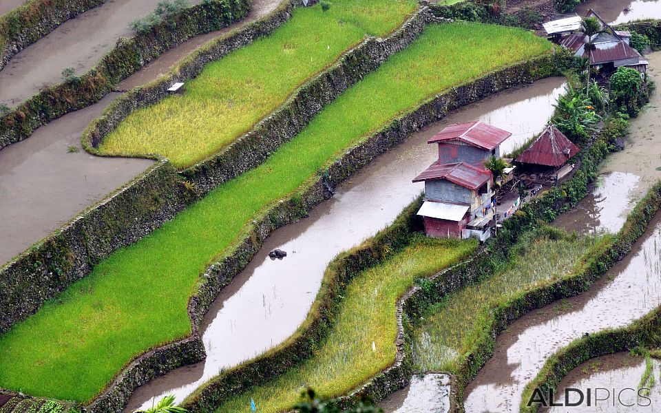 Rice terraces