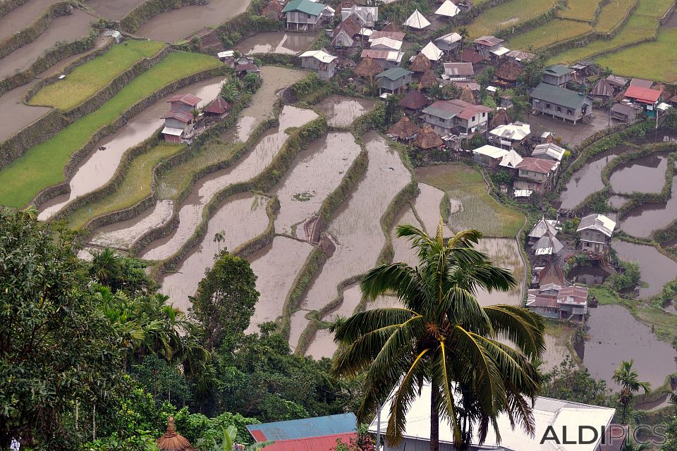 Rice terraces