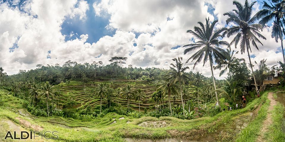 Rice terraces, Tegalalang