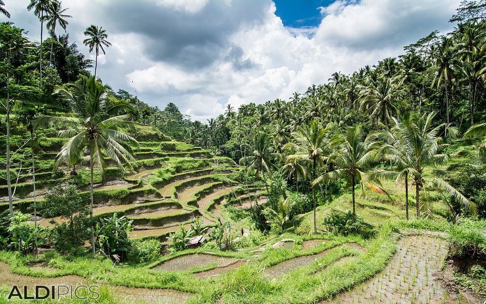 Оризови тераси, Tegalalang