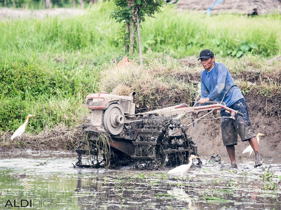 Rice fields