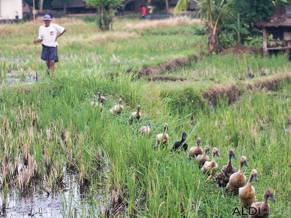 Rice fields