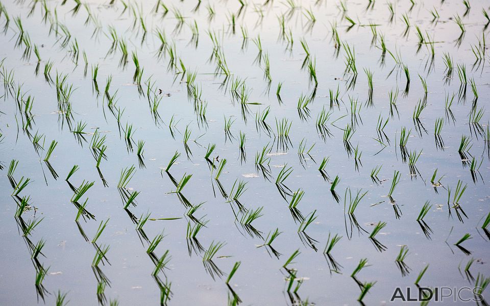 Rice fields