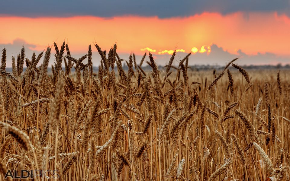 Wheat at sunset