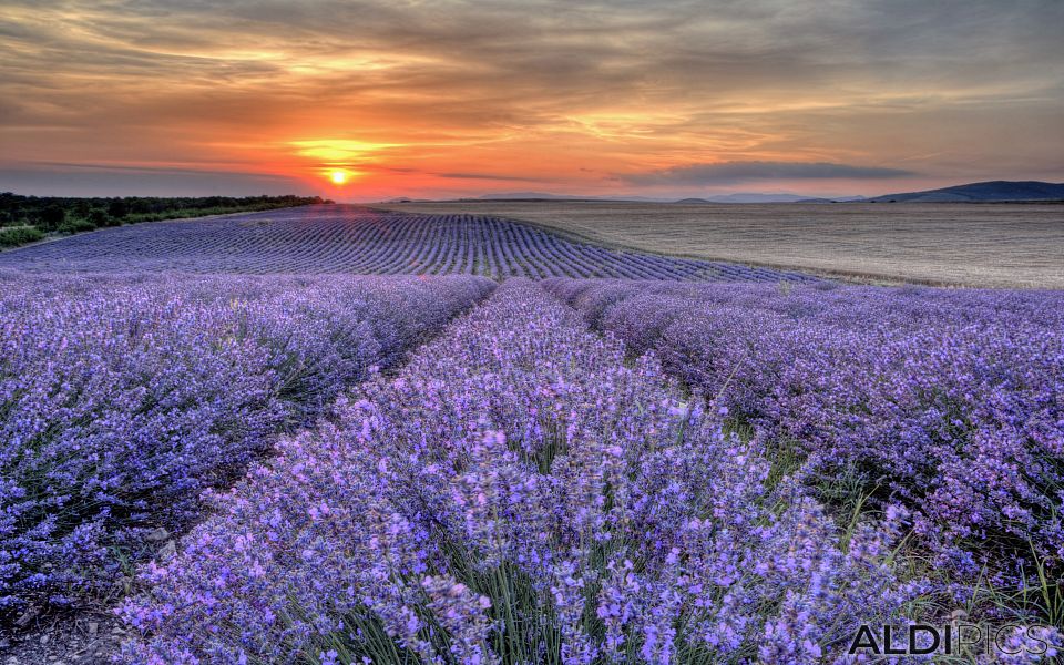 Fields of lavender near Chirpan