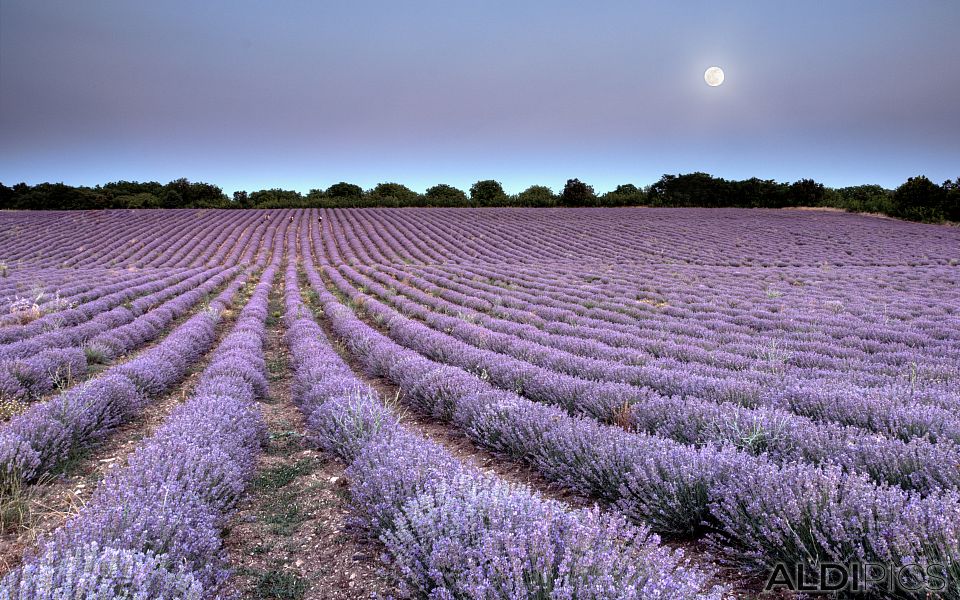 Fields of lavender near Chirpan