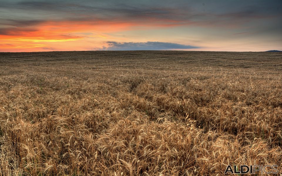 Wheat at sunset near Chirpan