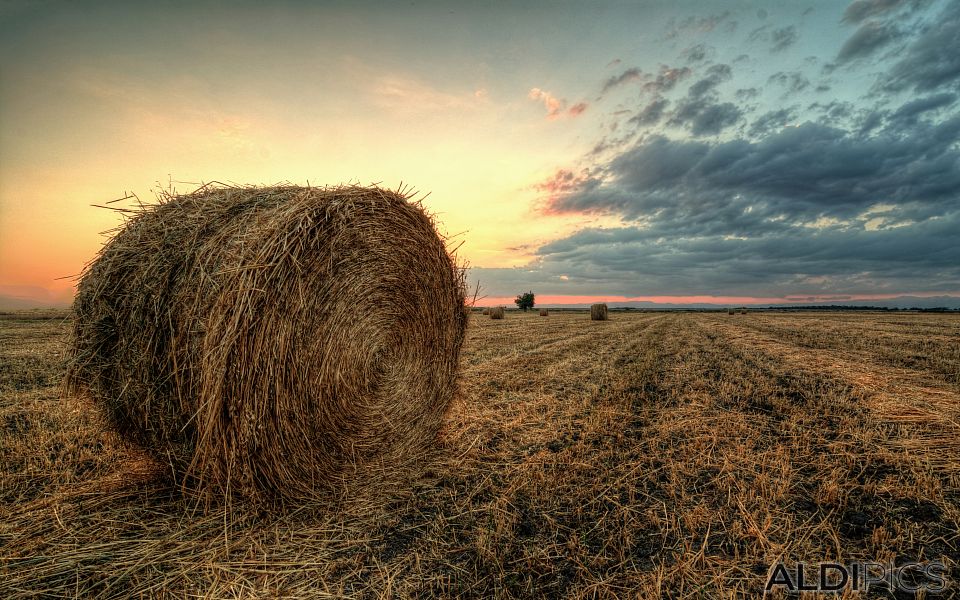 Bales of hay