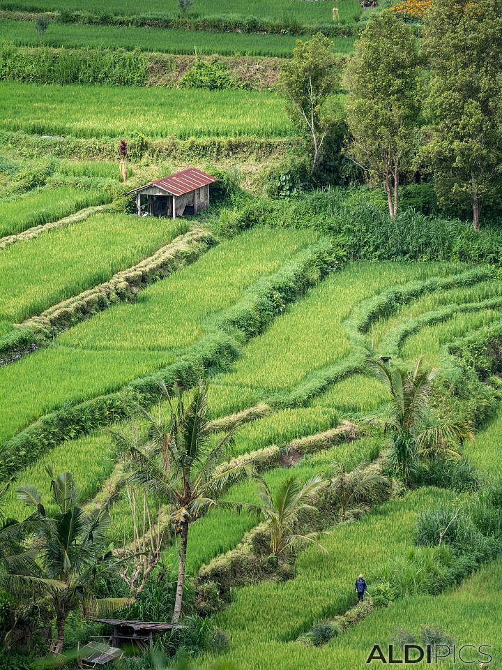 Rice fields