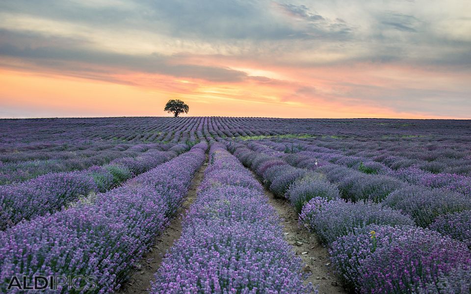 Lavender fields