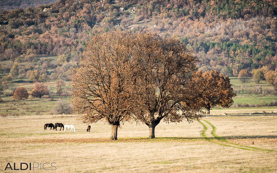 Autumn Fields