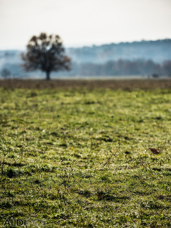 Autumn Fields