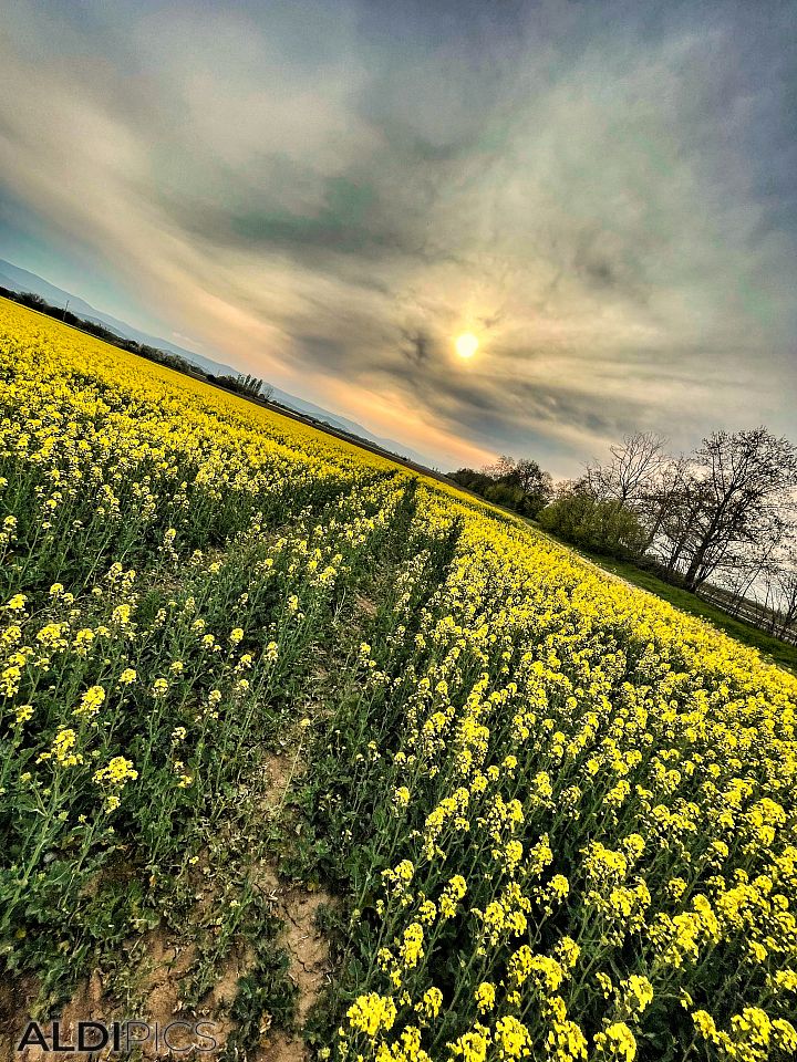 Sunset over the field