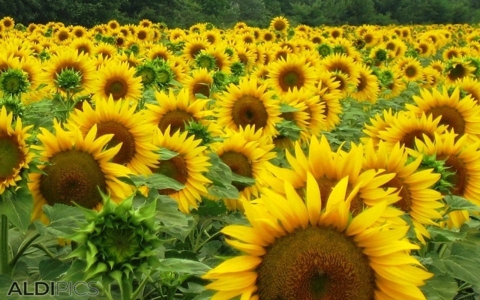 Sunflowers