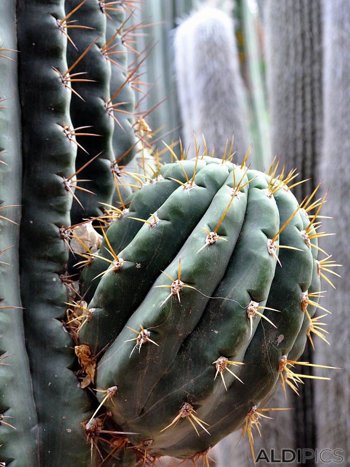 Cactus in the Majorelle Garden - Marrakech