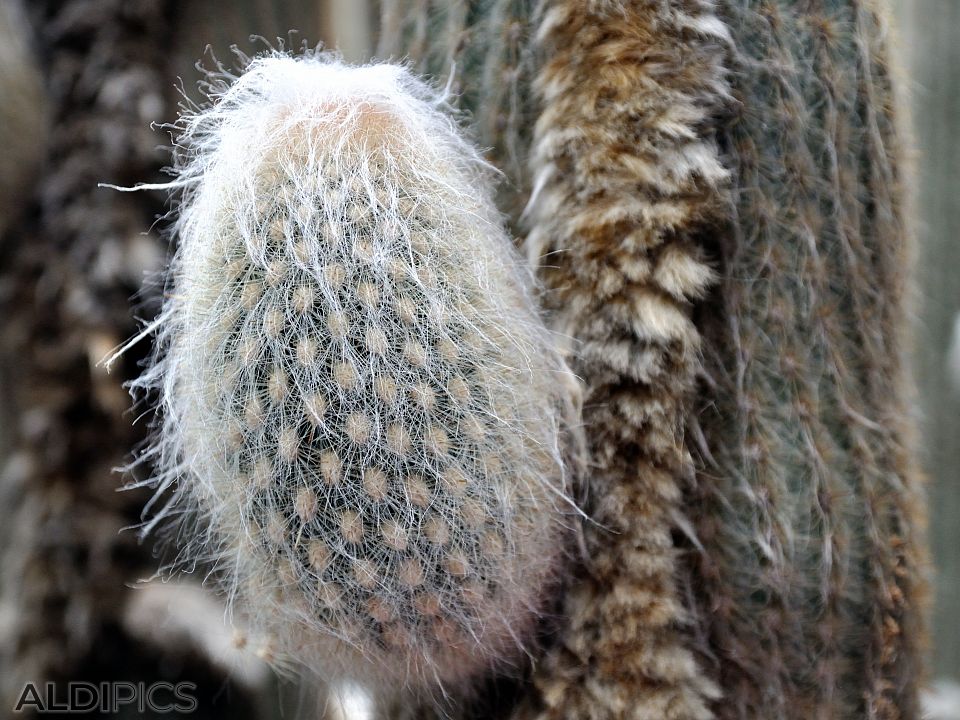 Cactus in the Majorelle Garden - Marrakech