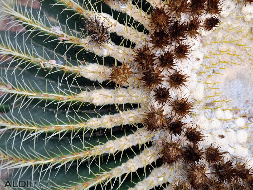 Cactus in the Majorelle Garden - Marrakech