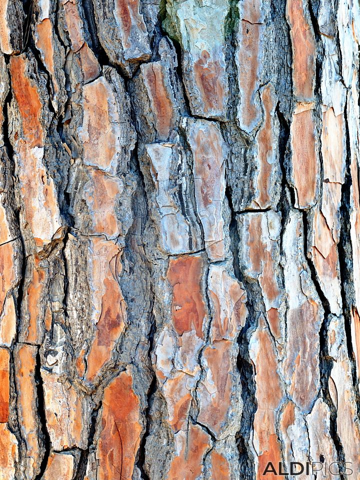 Mediterranean pine bark