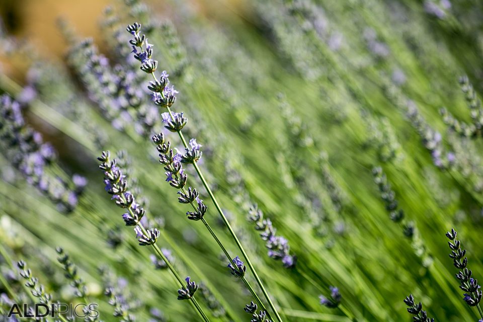 Lavender fields