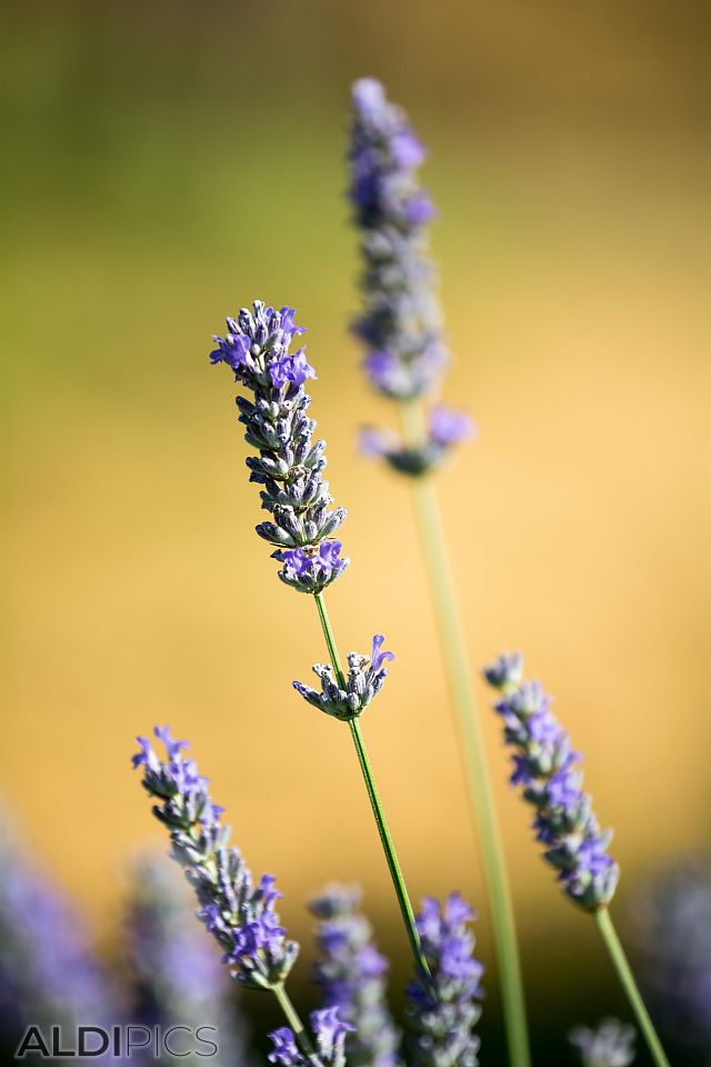 Lavender fields