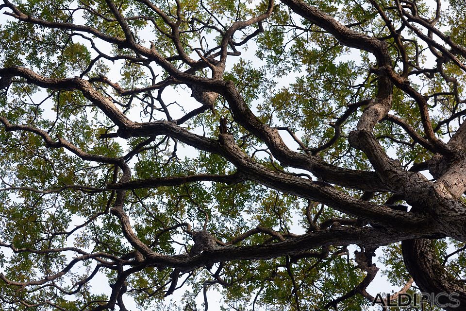 Tree in Kuala Selangor