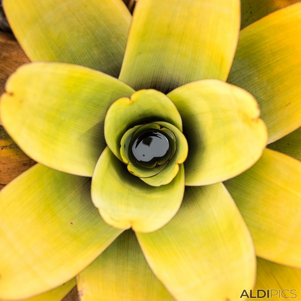 Flowers from Roraima