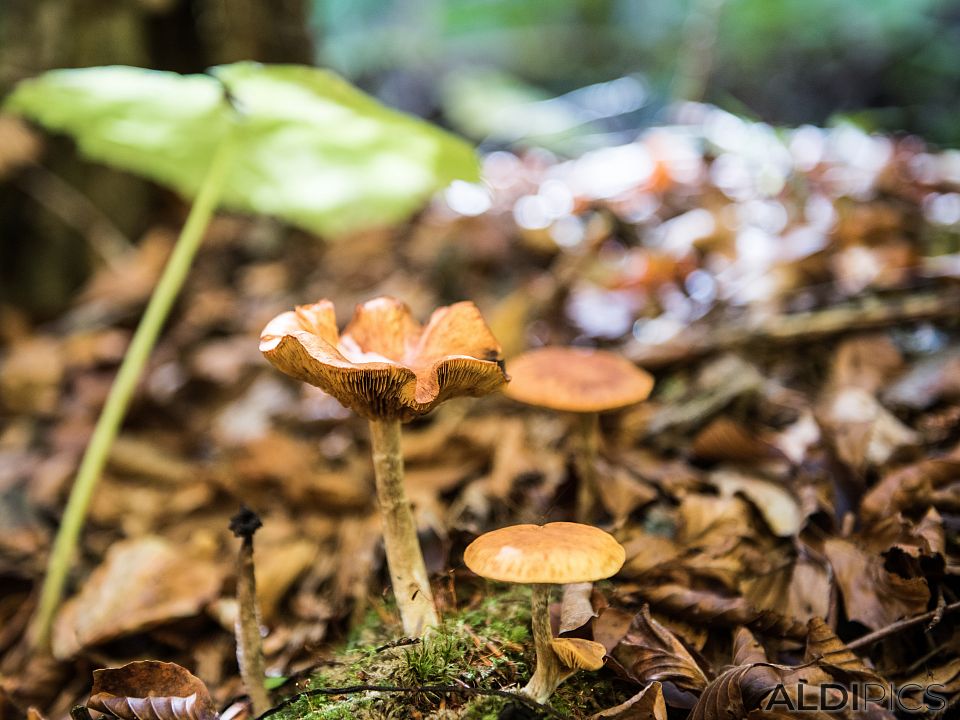 Mushrooms in the forest