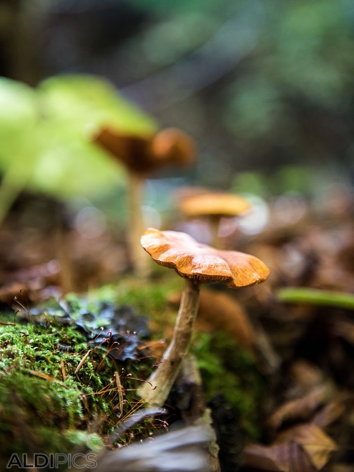 Mushrooms in the forest