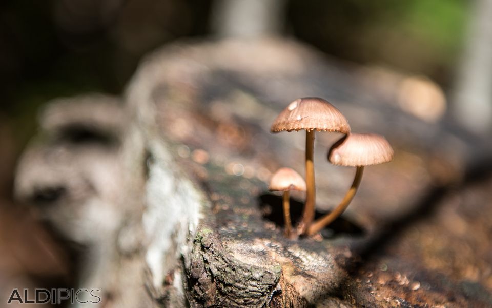 Mushrooms in the forest