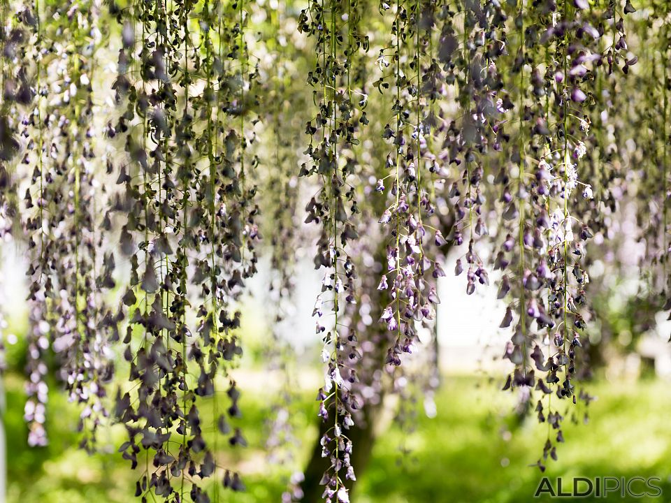 Wisteria